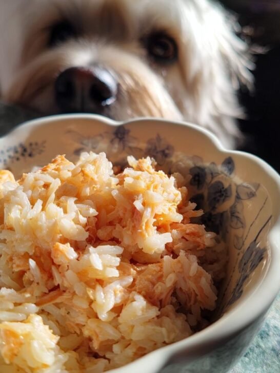 Salmon and Brown Rice Gentle Meal for Soft Digestion - Featured