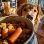 A golden retriever curiously looks at a bowl of beef and carrot dinner, emphasizing the iron-rich meal.