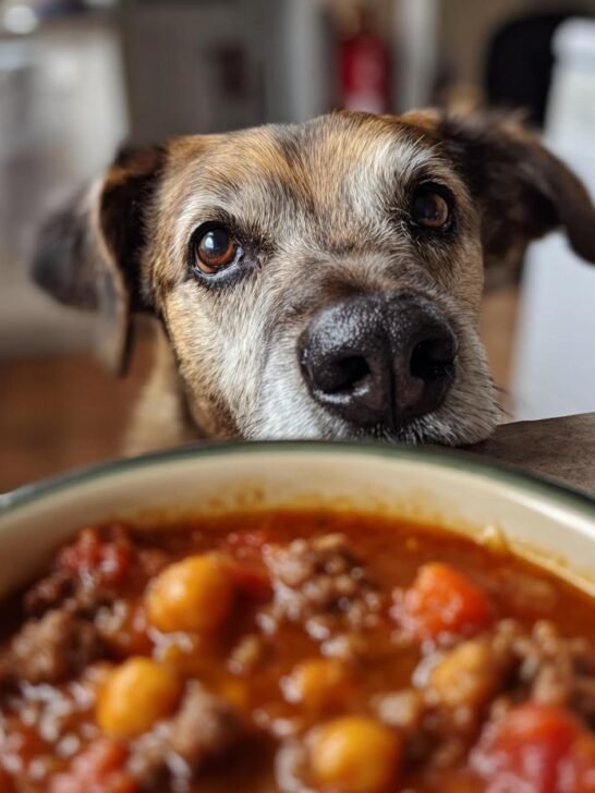 A dog with hopeful eyes peeking over a counter at a bowl of Beef and Chickpea Energy Meal.