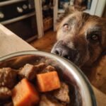 A dog eagerly looking at a bowl of beef and sweet potato comfort dish.