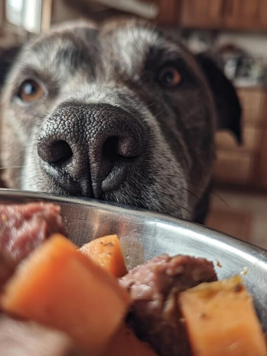 A dog's face is close to a bowl of beef and sweet potato comfort dish, with its nose almost touching the food.