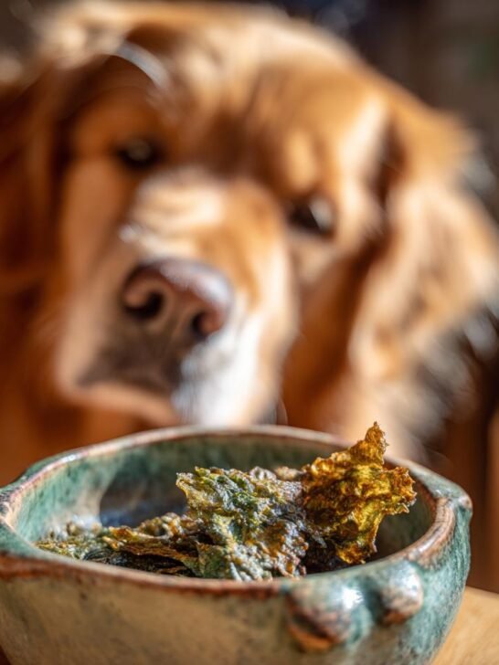 A golden retriever dog looking intently at a bowl of Chicken Broccoli Mini Jerky treats.