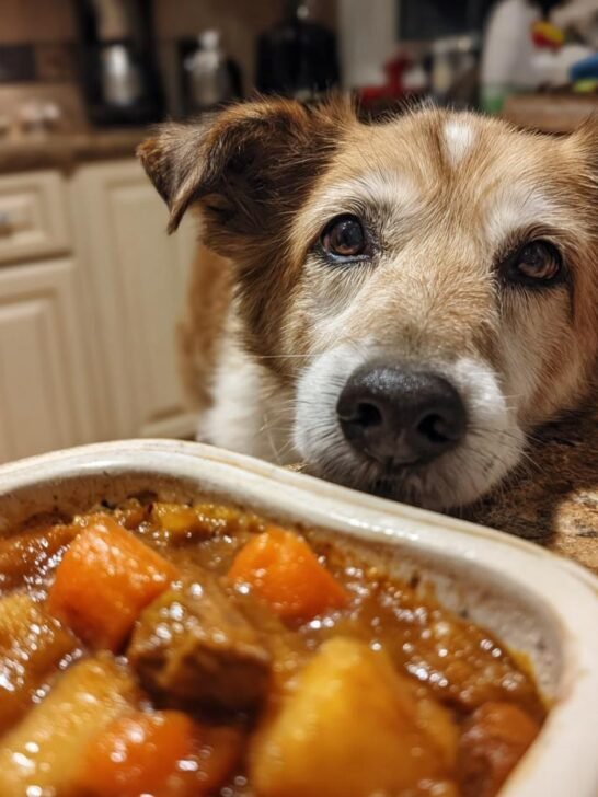 A dog looking longingly at a bowl of Chicken and Cauliflower Gut Friendly Stew.