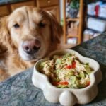 Golden Retriever looking at a Chicken and Celery Hydration Bowl for warm weather.