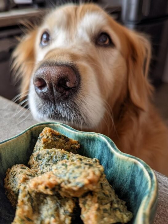 A golden retriever dog looks intently at a bowl of homemade Chicken Parsley Joint Support Jerky.