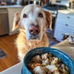 Golden retriever looking at a bowl of chicken and pear soothing stomach meal for gentle digestion.