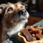 A cute dog looking intently at a bowl of homemade Chicken Pumpkin Digestive Jerky.