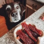 A senior dog with graying fur looks intently at a bowl of Chicken Strawberry Hydration Jerky.