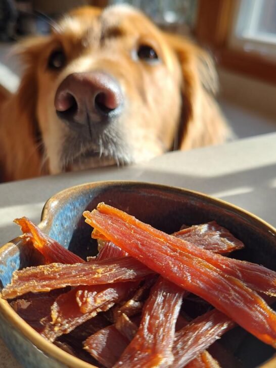 A golden retriever dog looking longingly at a bowl of homemade Chicken Zucchini Hydration Jerky.