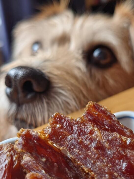 A curious dog's face is in focus, looking intently at a bowl of Turkey Apple Slim Jerky.