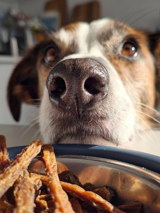 A curious dog's nose and eyes are in focus, looking intently at a bowl of Turkey Green Bean Lean Jerky.