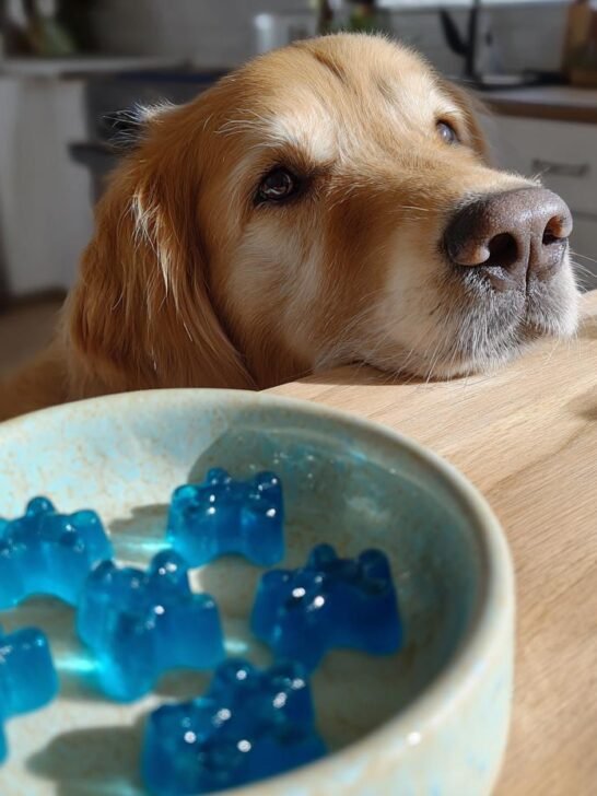 A golden retriever looks longingly at a bowl of bright blue Blue Spirulina Bone Broth Gummies for dogs.