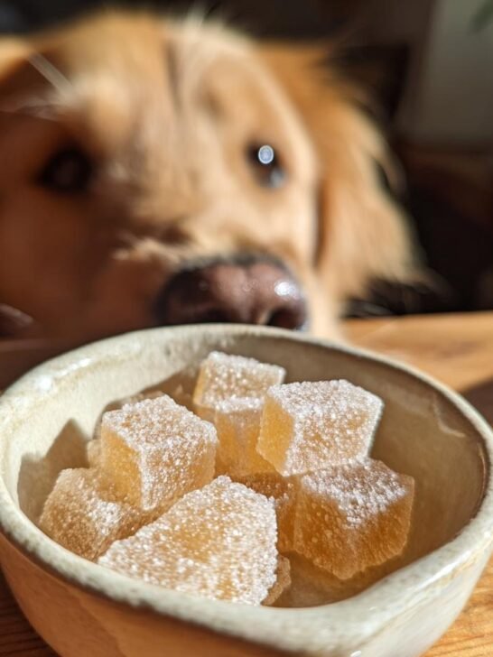 A golden retriever looks eagerly at a small bowl of Hydration Bone Broth Electrolyte Gummies for dogs.