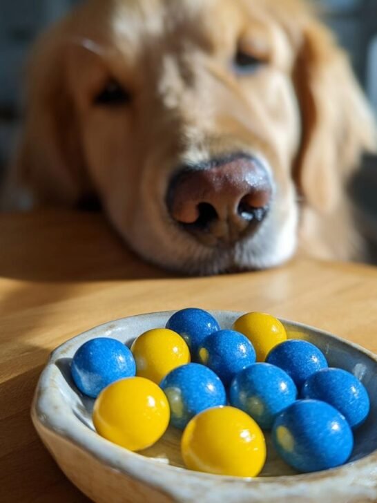 A golden retriever looks intently at a small dish of blue and yellow Apple & Blueberry Bone Broth Gummies.