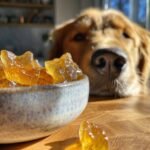A golden retriever looks intently at a bowl of amber-colored Collagen-Rich Bone Broth Gummy Bones.