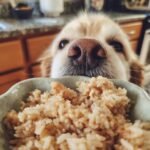 A golden retriever dog eagerly looks at a bowl of salmon and brown rice, a gentle meal for soft digestion.