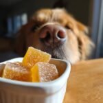 A golden retriever's nose close-up over a bowl of yellow Anti-Inflammatory Bone Broth Gummies for Dogs.