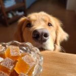 A curious Golden Retriever leans over a wooden table, sniffing a bowl of homemade Ultimate Healthy Bone Broth Gummies for Dogs.