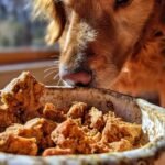 A golden retriever sniffs a bowl filled with Homemade Oven Baked Turkey and Carrot Kibble Crumbs.