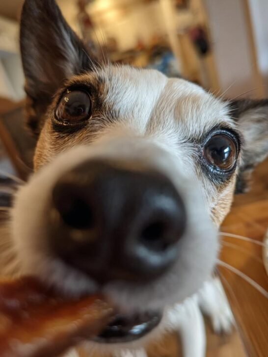 Close-up of a dog's face looking intently at a piece of Turkey Banana Soft Jerky.