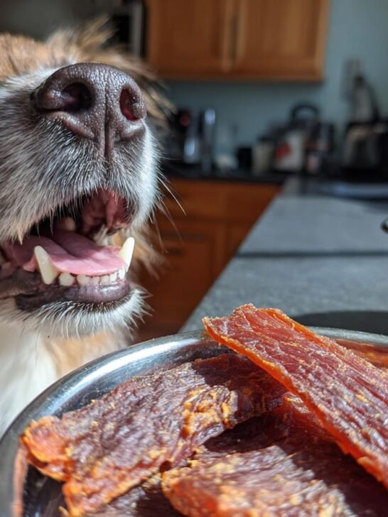 A dog's face close-up, looking eagerly at a bowl of Turkey Ginger Immunity Jerky.