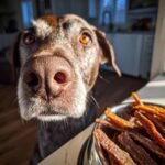 A close-up of a brown dog's face, looking intently at a bowl of Turkey Mint Breath Clean Jerky.