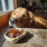 A golden retriever looks longingly at a small dish of brown gummies, likely Aloe & Bone Broth Skin Support Gummies for Dogs.