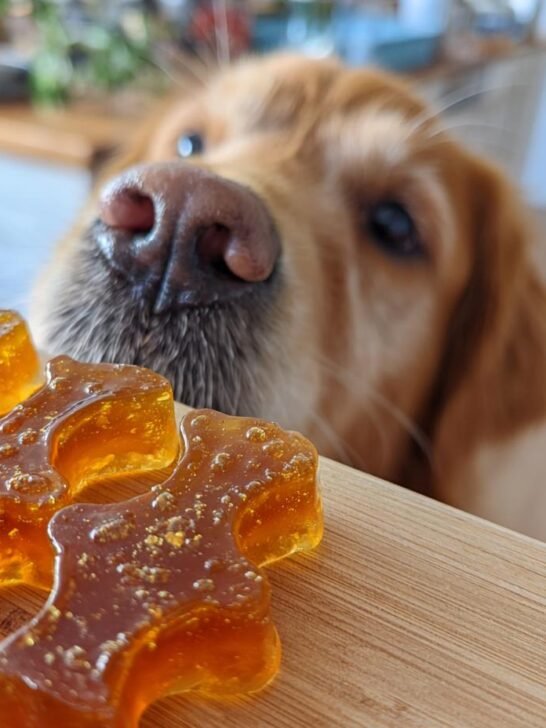 A golden retriever focuses intently on bone-shaped Pumpkin & Apple Bone Broth Gummies on a wooden surface.