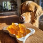 A golden retriever looks intently at a small white dish filled with amber-colored Turkey Bone Broth Calming Gummies for Dogs.