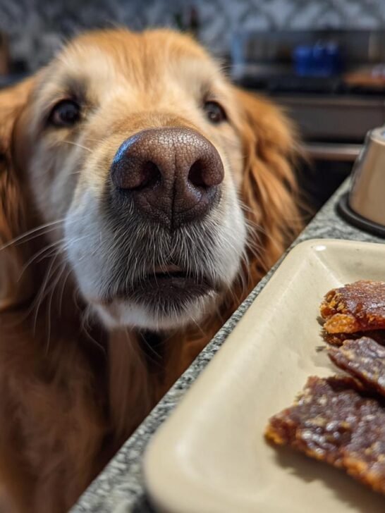 A golden retriever dog eagerly looks at a plate of homemade Turkey and Rice Gentle Jerky.