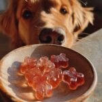 A Golden Retriever looks intently at a small bowl of reddish, star-shaped Weight Control Bone Broth Low-Cal Gummies for Dogs.