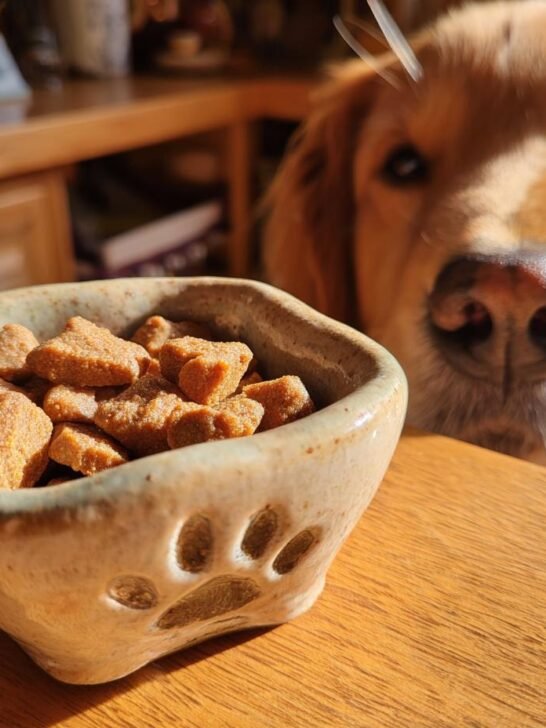 A golden retriever looks eagerly at a small, paw-print bowl filled with Homemade Beef and Carrot Crisp Oven Kibbles.
