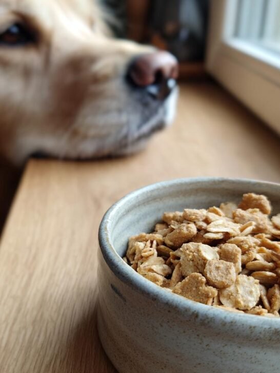 A bowl of Homemade Chicken and Oat High Fiber Kibbles with a golden retriever looking longingly in the background.