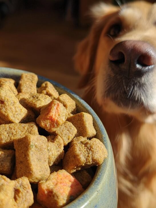 A golden retriever looks eagerly at a bowl filled with Homemade Salmon and Pumpkin Healthy Coat Kibbles.