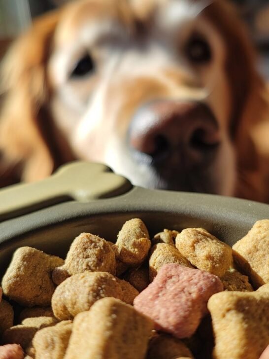 Close-up of Homemade Turkey and Pumpkin Soft Crunch Kibbles in a bowl, with a golden retriever looking eagerly in the background.