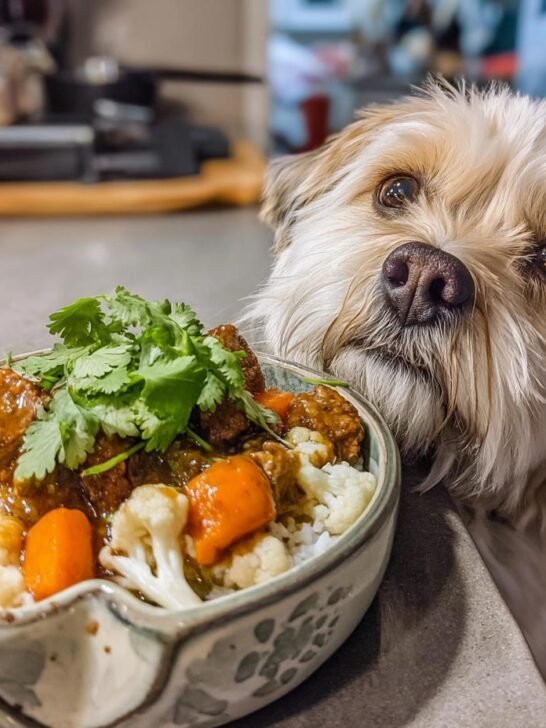 A cute dog looks longingly at a bowl of Lamb and Cauliflower Power Plate.