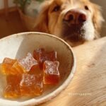 A Golden Retriever sniffs a small bowl of homemade Liver Support Bone Broth Gummy Bones for dogs.