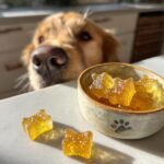 A golden retriever eagerly looks at a bowl of star-shaped Omega Boost Bone Broth Gummy Treats for dogs.