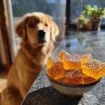 A bowl of amber Puppy-Friendly Bone Broth Gummies sits on a counter while a golden retriever looks on.