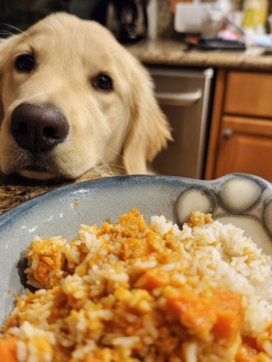 A golden retriever puppy looks longingly at a bowl of rabbit and carrot dog food.