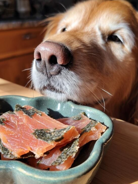A golden retriever dog eagerly sniffing a bowl of homemade Salmon Spinach Omega Jerky.