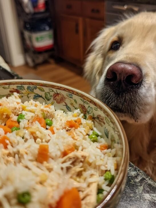 A golden retriever looks intently at a bowl of turkey and rice recovery meal with peas and carrots.