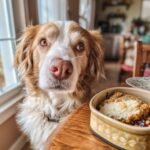A cute dog looks longingly at a Turkey and Blueberry Antioxidant Dish on a wooden table.