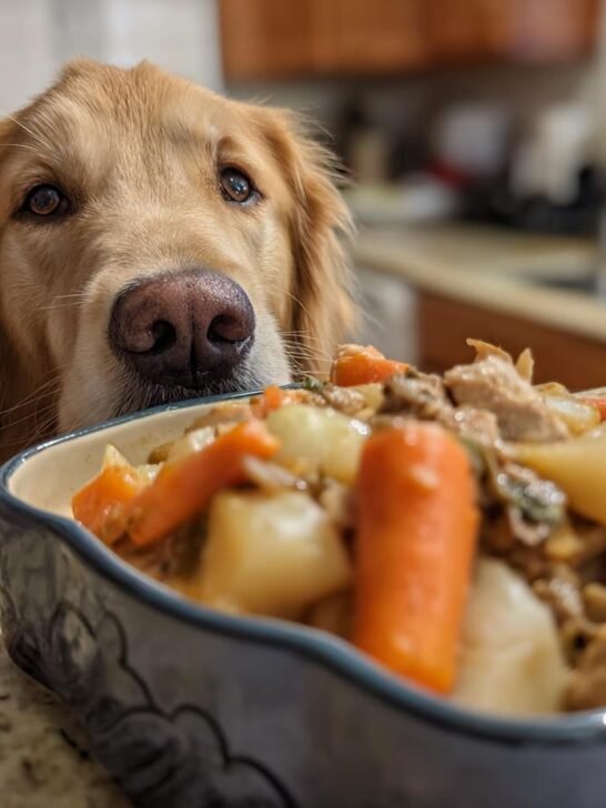 A golden retriever dog eagerly looks at a bowl of Turkey and Pumpkin Holiday Stew.