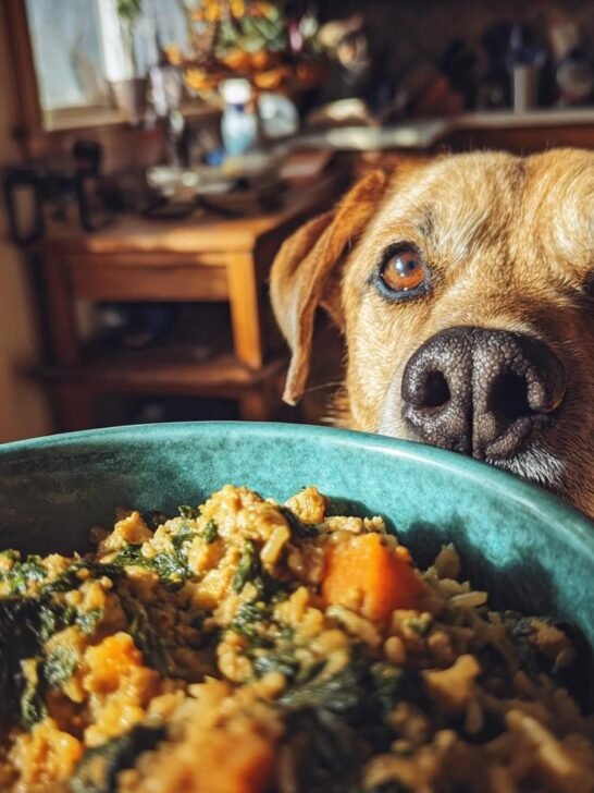A curious dog peeking over a bowl of Turkey and Spinach Low Fat Meal, ready for a bite.
