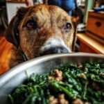 A curious dog peeks over a bowl of turkey and spinach low fat meal, hoping for a taste.